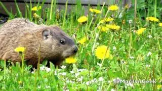 Groundhog likes Dandelions