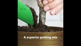 Magic Soil - All-purpose potting mix