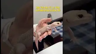 How you can tell if your leopard gecko is healthy 🦎