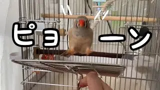 ピョーン！ケージから出れて嬉しいキンカチョウの鳴き声 &体重公開(秘)