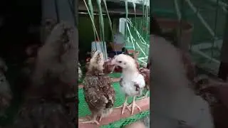 RIR Chicks #chickenfarming  #chicken  #shortvideos  #farming