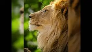 Calm an The Lion's Dream! Wake Up People!PEACE&LOVE!