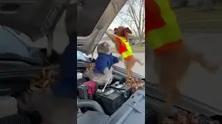 Cat Fixing the Battery&hellip; Dog in a Safety Vest Just Fell In 😭