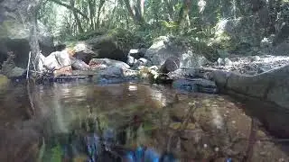Forest Puddle Reflection