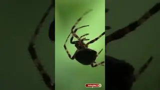 Nuctenea umbratica