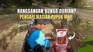 Pengaplikasian Pupuk MKP Untuk Merangsang Bunga Durian!