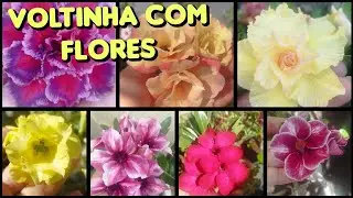 VOLTINHA COM FLORES 🌹♥️