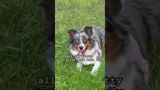 Pretty girls walk like this ‼️ #australianshepherd #doglife #dogshorts #cutedog #funny #dog
