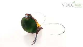 A male magnificent bird-of-paradise (Diphyllodes magnificus) at the San Diego Zoo in California.