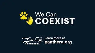 Coexistence with Wild Cats Through the Eyes of a Jaguar Expert