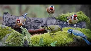 Distelfink-/Stieglitz-Schwarm im Garten / Goldfinch invasion in my garden (Carduelis carduelis)