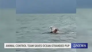 Animal Control officers rescue ocean-stranded pup