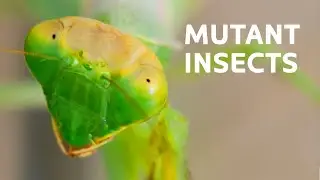 Bizarre Bugs: The Biggest You'll Ever See
