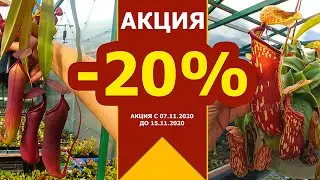 Мега Акция - Скидка -20% на все НЕПЕНТЕСЫ в Украине на сайте  dionaeas.com