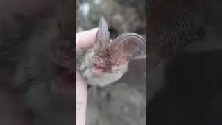 Обыкновенный ушан Plecotus auritus