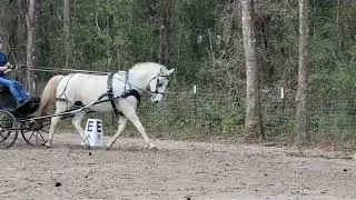 Bellero and Larry first time in presentation carriage