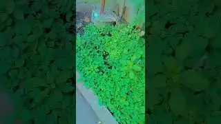Small house garden