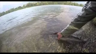 belles  truites  peche  dans l isere aux vifs