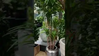 Artificial Dracaena | Lush Green Statement Plant for Modern Interiors