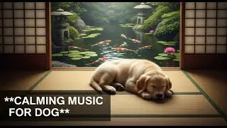 12 hours of Deep Sleep Music for Anxious Dogs : Calming Sounds for Relaxation and Anxiety Relief 🐕&zwj;🦺