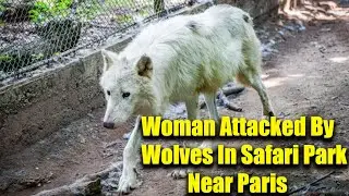 Woman Attacked by Wolves in Safari Park Near Paris | Latest Updates