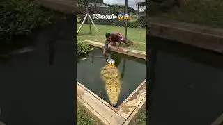 Isso &eacute; um jacar&eacute; ou crocodilo #funny #flipaclip #comedy