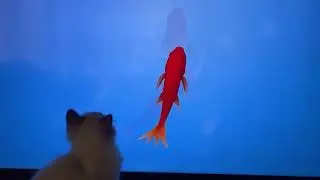 Kitty Trying To Catch Virtual Fish Off A Screen