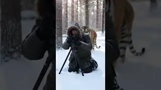 Ultimate Wilderness Record: A Tiger Gently Tapping a Shoulder in Snow