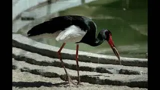 Ciconia nigra