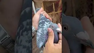 Birds platform janssen female top class quality (sunny bai ) #pigeon #kabootarloft05 #racingpigeon