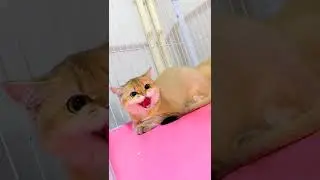 小可爱小猫猫惊人的动作 #shorts #10857 #shorts