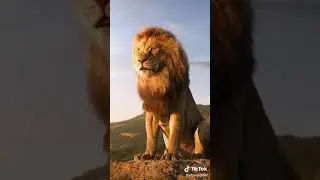 &iexcl;incre&iacute;ble! un le&oacute;n reguendo