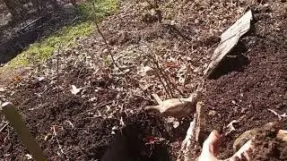 building soil using swales and permaculture principles