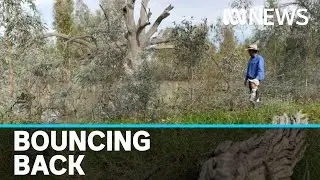 Despite damage from recent crippling drought, the Darling River is seeing a recovery | ABC News