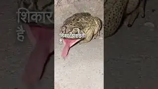 Facts of Frog (मेंढक) 🐸 #frogfacts  #CuteFrogs #froglife  #amazinganimals  #funanimalfacts