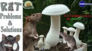 Rat problems in mushroom cultivation & solutions | For training 9959247131