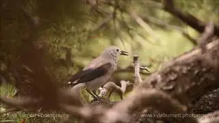 Clarks Nutcracker during 2017 Eclipse