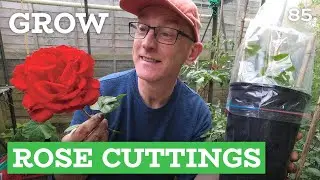 Grow Rose From Cutting | Fast, easy and FREE
