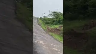 Live Dholpur tiger Walk #discovery