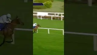 Honeysuckle - three-time winner of the Irish Champion Hurdle 🍯