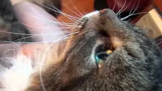 Lord Jack, Hawai'i Five O cat