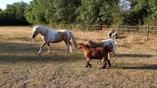 Les boucs harcelent Utopie