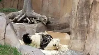 Most adorable, cute, funny panda bear video at San Diego Zoo 2016