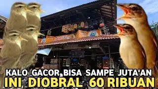 KERAK BASI ALIS HITAM HARGA PALING MURAH PADAHAL KALO SUDAH GACOR MEWAH #SINCHAN