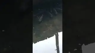 पप्लेट मछलिया #shortvideo #fishing #fish #vlog #nature #mandiflood