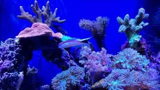 アカオビサンゴアマダイ / Hoplolatilus marcosi / Redback sand tilefish