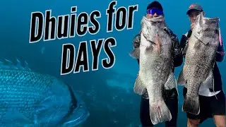 Triple Hookup on Hungry Dhufish | Demersal Jigging North of Perth