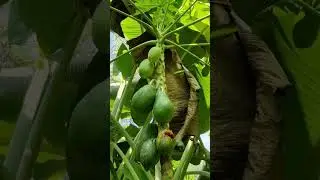 One papaya for the birds, two papayas for us!