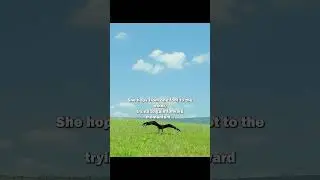 Birds with big, round eyes  #wildlife #video #animals #birds #shorts #running
