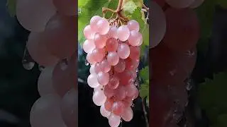 Редкий бледно-розовый виноград, о котором вы никогда не слышали! 😨 #факты #фрукты #япония